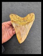 Megalodon - Fossiele tanden - 148 mm - 116 mm, Verzamelen, Mineralen en Fossielen