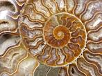 Ammoniet - Gefossiliseerd dier - Aioloceras (Cleoniceras)