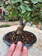 Ulmus Parviflora - Pièce de collection - Hauteur (arbre) :