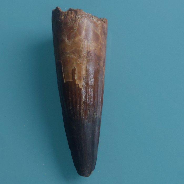 Dinosaurus - Fossiele tand - Spinosaurus aegyptiacus - 92 mm, Verzamelen, Mineralen en Fossielen