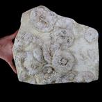 Exclusieve fossiele plaat - museumkwaliteit - zeeëgels op, Verzamelen