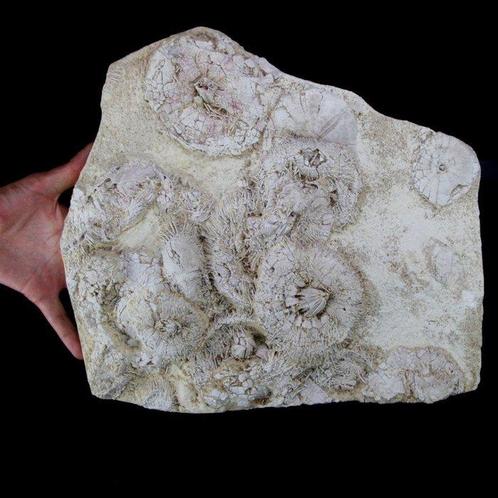 Exclusieve fossiele plaat - museumkwaliteit - zeeëgels op, Verzamelen, Mineralen en Fossielen