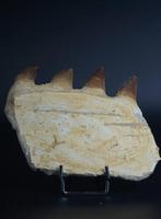 Mosasaurus - Gefossiliseerd dier - 9 cm