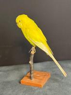 Grasparkiet Taxidermie volledige montage - Melopsittacus, Verzamelen, Nieuw