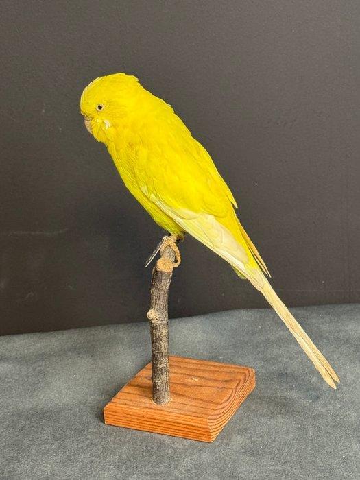 Grasparkiet Taxidermie volledige montage - Melopsittacus, Verzamelen, Dierenverzamelingen