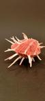 Schitterende Spondylus Regius-schelp - SPONDYLUS REGIUS -