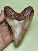 Megalodon - Fossiele tand - Otodus megalodon - 11.43 cm -, Verzamelen, Mineralen en Fossielen