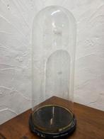 Globe - stolp - antiek - 1901-1920 - Antieke ronde stolp, Antiek en Kunst