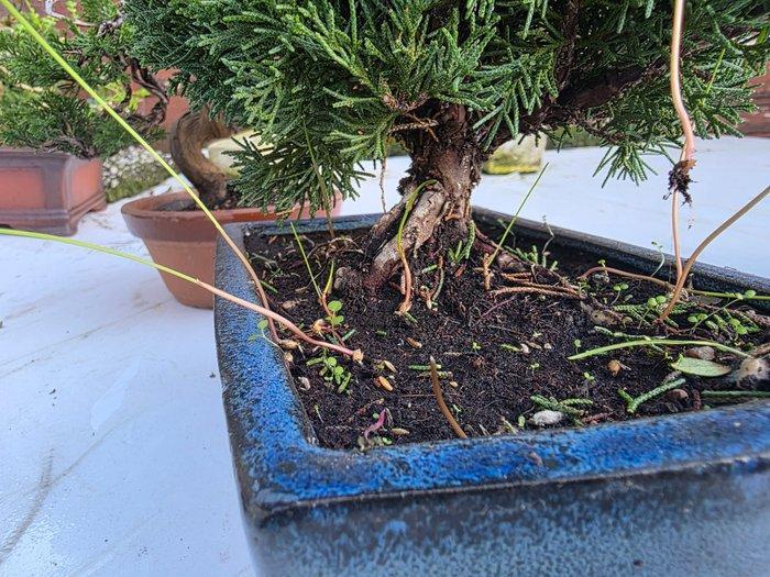 Jeneverbes bonsai (Juniperus) - Hoogte (boom): 35 cm -, Antiquités & Art, Antiquités | Autres Antiquités