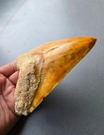 Megalodon - Fossiele tand - 138 mm - 106 mm
