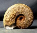 Fossil Ammonite - Animal fossilisé - Harpoceras falciferum (