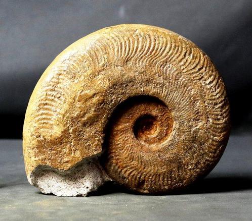Fossil Ammonite - Animal fossilisé - Harpoceras falciferum (, Verzamelen, Mineralen en Fossielen