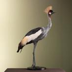 Grijze Kroonkraanvogel Taxidermie Opgezette Dieren By Max, Ophalen of Verzenden, Nieuw, Vogel, Opgezet dier