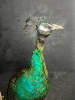 Pauw Taxidermie wandmontage - Pago cristatus - 120 cm - 75, Verzamelen, Nieuw