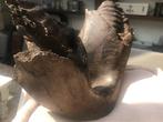 Wolharige mammoet - Fossiele schedel - 20 cm - 33 cm, Verzamelen, Mineralen en Fossielen