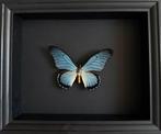 Vlinder Taxidermie volledige montage - Magnifique et rare, Nieuw