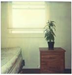 Stefanie Schneider - Bedroom Plant (29 Palms, CA)