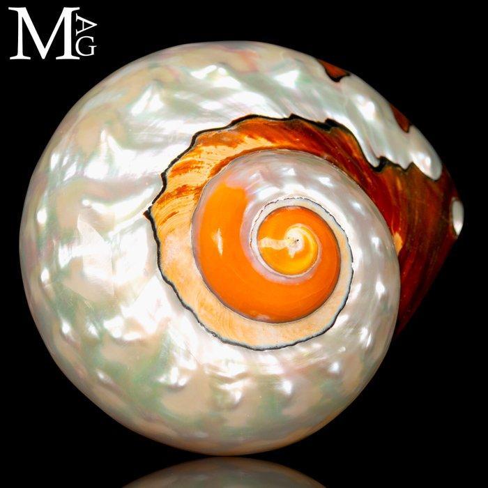 Schelp in parelmoer van topkwaliteit Verzamelingsschedel -, Verzamelen, Mineralen en Fossielen