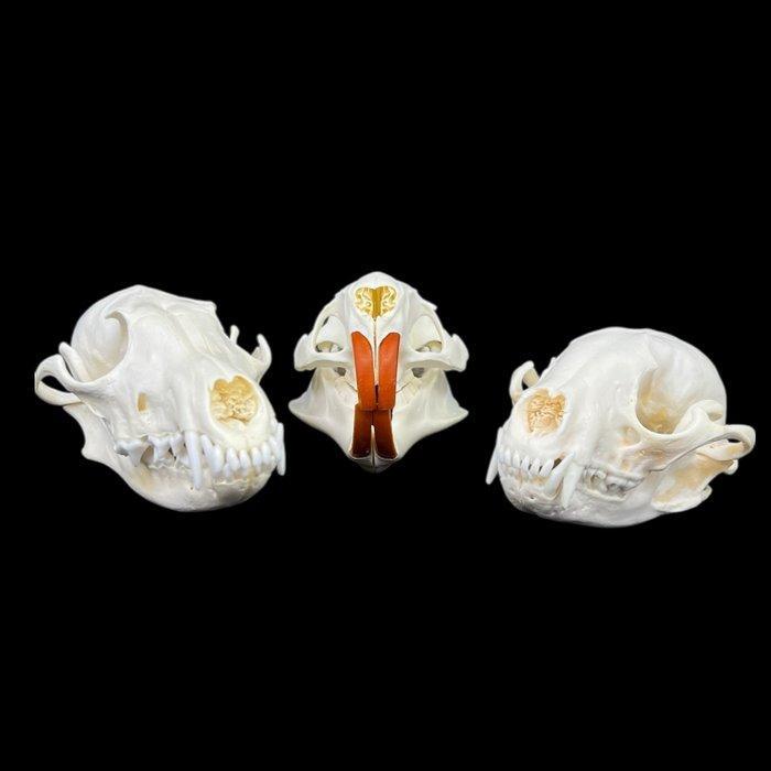 Rode vos, wasbeer, Amerikaanse beverrat Schedel van een, Antiquités & Art, Curiosités & Brocante