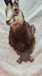 Gems Taxidermie wandmontage - Rupicapra rupicapra - très