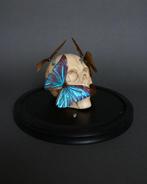 Vlinder Taxidermie volledige montage - Vanité x Morpho