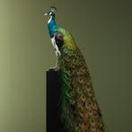 Bonte Pauw Taxidermie Opgezette Dieren By Max, Ophalen of Verzenden, Nieuw, Vogel, Opgezet dier