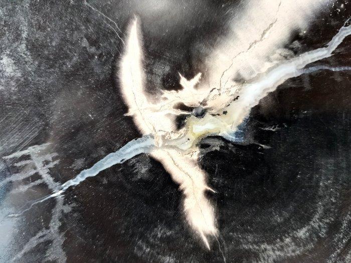 Versteend hout - Gefossiliseerd hout - Dipterocarpus sp. - 2, Antiek en Kunst, Curiosa en Brocante