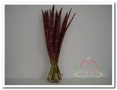 Exotic stripe bundel Rusty + green foamblad, Huis en Inrichting, Woonaccessoires | Kunstplanten en Kunstbloemen, Nieuw