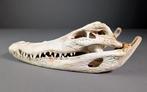 Siamese krokodil Schedel - Crocodylus siamensis Pair (with, Verzamelen, Dierenverzamelingen, Nieuw