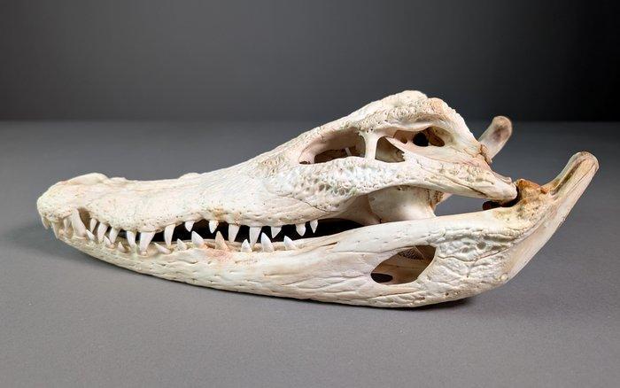 Siamese krokodil Schedel - Crocodylus siamensis Pair (with, Verzamelen, Dierenverzamelingen