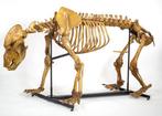 Holenbeer - Fossiel skelet - Ursus Spelaeus, Verzamelen, Mineralen en Fossielen