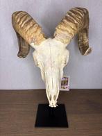 ramschedel op standaard Schedel op een standaard - Ovis, Nieuw