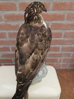 Aziatische wespendief Taxidermie volledige montage - Pernis, Verzamelen, Nieuw
