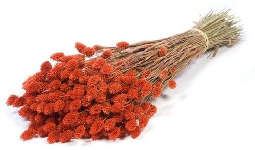 Phalaris Burnt Orange droogbloemen, Huis en Inrichting, Woonaccessoires | Kunstplanten en Kunstbloemen, Nieuw