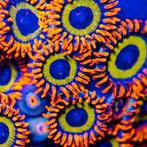 Zoanthus Fruitloops Frag (2-3 polypen), Dieren en Toebehoren, Overige Dieren