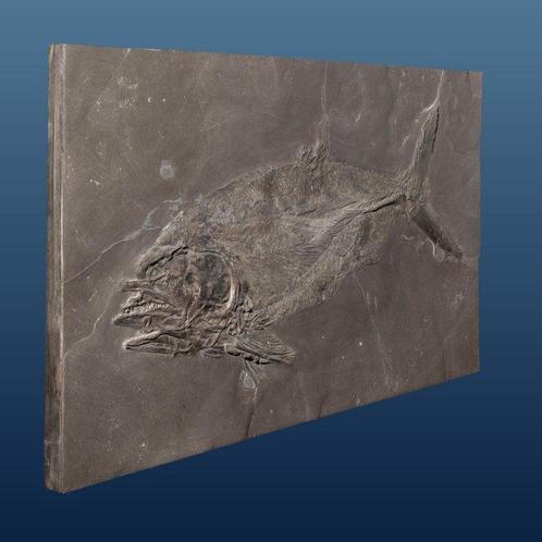 fossile poisson prédateur avec des dents pointues - Animal, Verzamelen, Mineralen en Fossielen