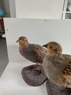 Caille des Blés Support de corps entier pour taxidermie -, Nieuw