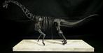 Camarasaurus Taxidermie volledige montage - Replica