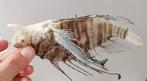 Verzamelobject Taxidermie volledige montage -, Nieuw