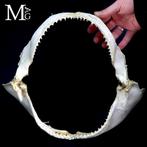 Spinner Shark - Bocca di SqualoTessitore Kaak vastgezet -