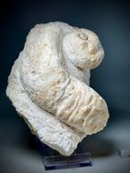 Zeldzaam volledige rudist - Gefossiliseerde schelp - Caprina, Verzamelen, Mineralen en Fossielen