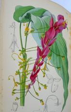 Otto Stapf - Curtiss Botanical Magazine, containing