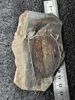 exquisit - Gefossiliseerd dier - Tuzoia sinensisRed - 12 cm