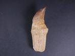 Mosasaurus - Fossiele tand - 8 cm (Zonder Minimumprijs)