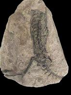 Niveau museumcollectie - Gefossiliseerd dier - Hovasaurus