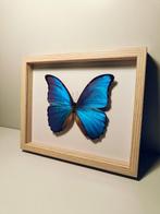 Vlinder Taxidermie volledige montage - Morpho didius - 190, Verzamelen, Nieuw