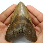 Mégalodon - Dent - Carcharocles megalodon - 135×97×32 mm, Verzamelen, Mineralen en Fossielen