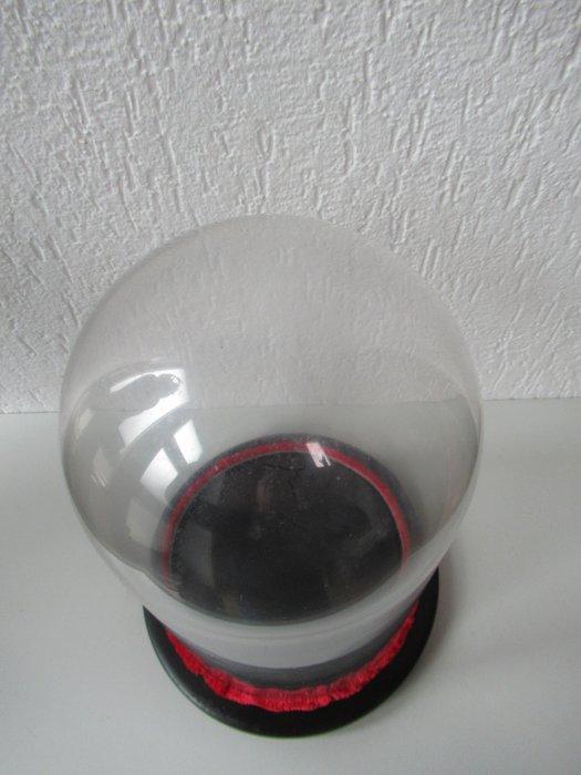 Stolp - Glas en hout - 1900-1910, Antiek en Kunst, Antiek | Overige Antiek