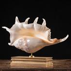 Spider Conch - van topkwaliteit - grote maat - Isole Bawe