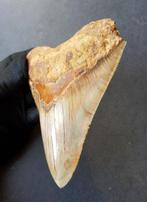Megalodon - Fossiele tand - 139 mm - 111 mm, Verzamelen